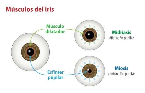 Músculs de l'iris - IO·ICO Barcelona